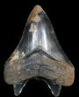 Serrated, Megalodon Tooth - Colorful Blade #62867-1